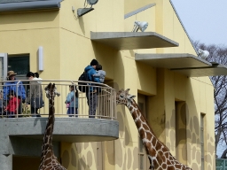 かみね動物園　キリンえさやり体験