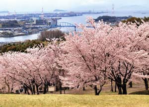 円通寺公園の桜