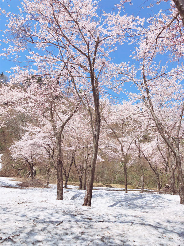 梅花皮荘前の桜公園