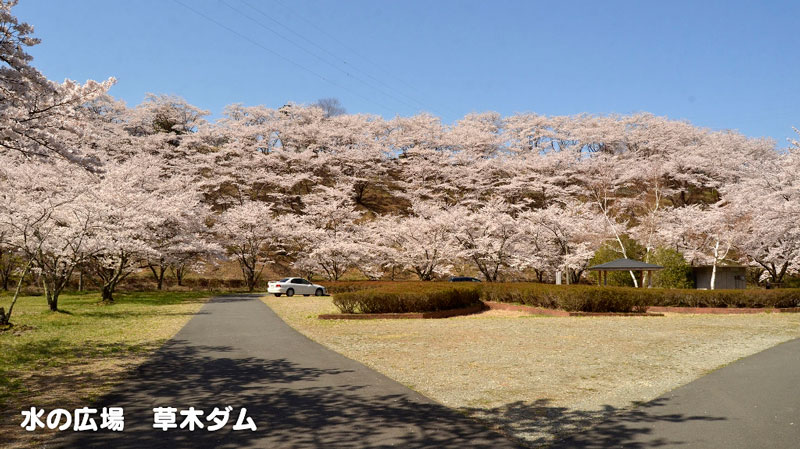 草木ダム下 水の広場の桜