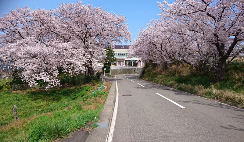 鷹巣荘前の桜
