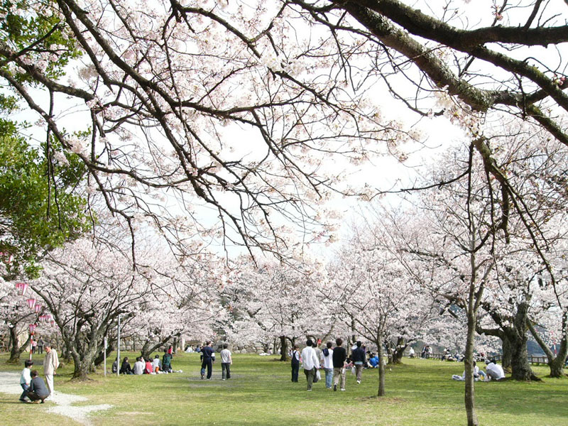 久松公園の桜
