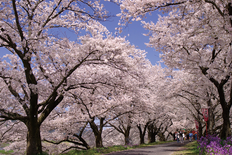 斐伊川堤防桜並木