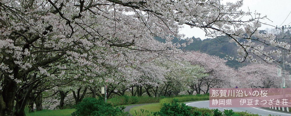 那賀川沿いの桜