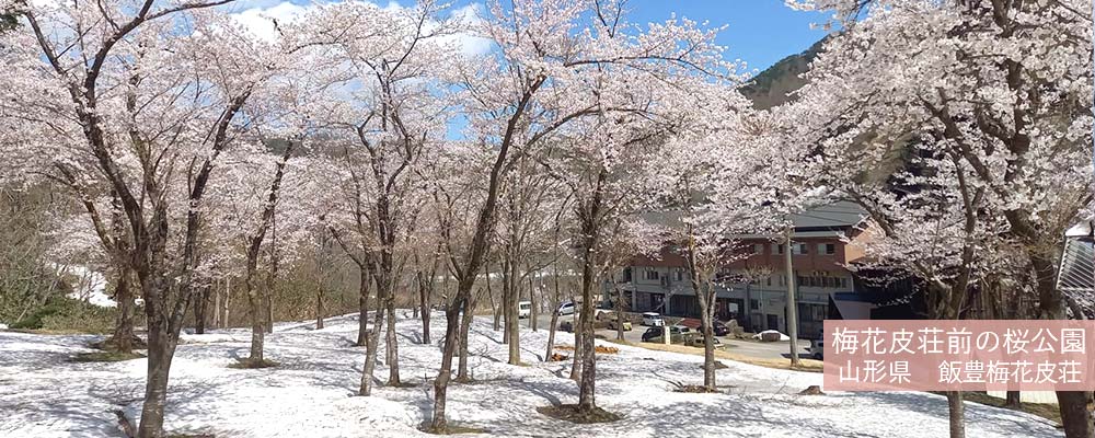 梅花皮荘前の桜公園