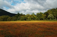 木道の風景