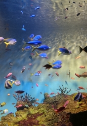 宮島水族館