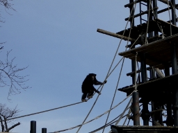 かみね動物園　サルの楽園