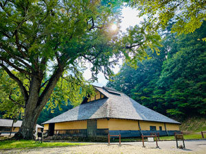 菅谷たたら山内とカツラの木