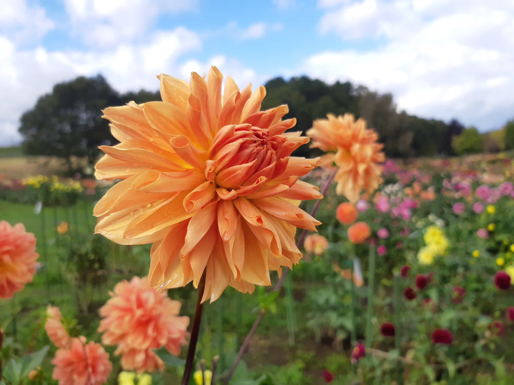 木島平やまびこの丘公園ダリア園