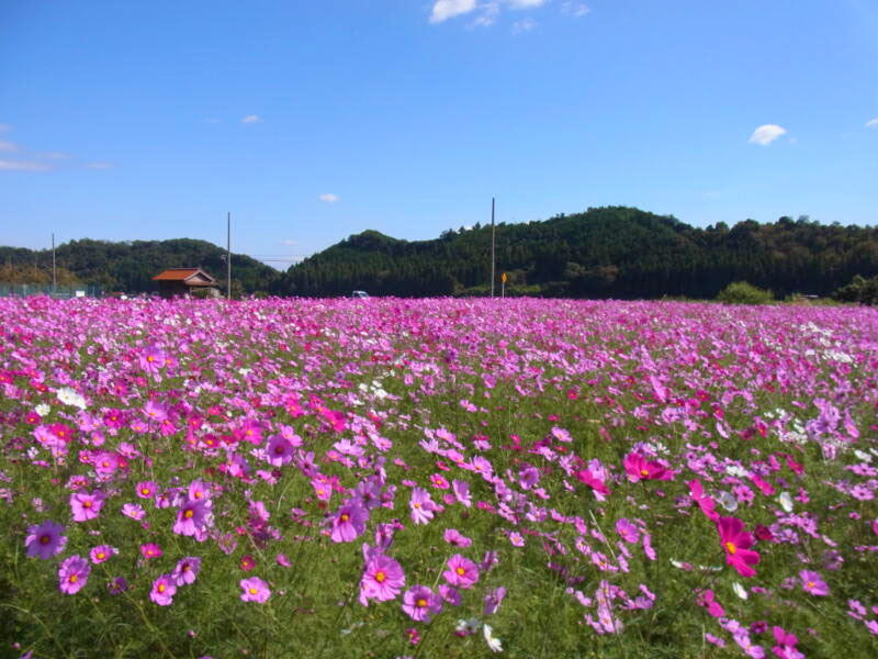 鷲ヶ峰コスモスパーク