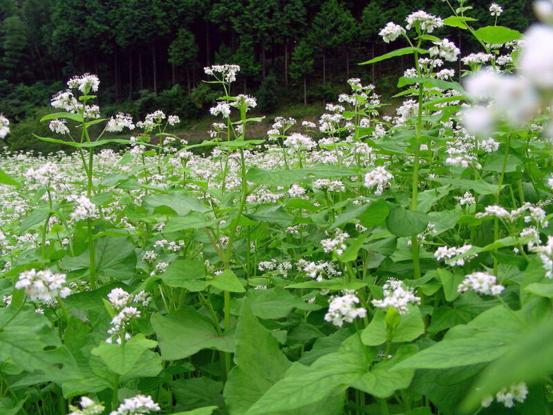 鹿野町周辺のそばの花