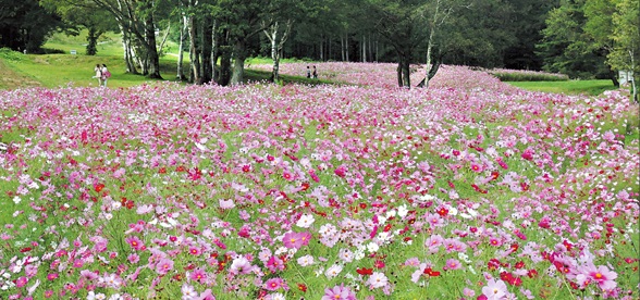 中之条山の上庭園