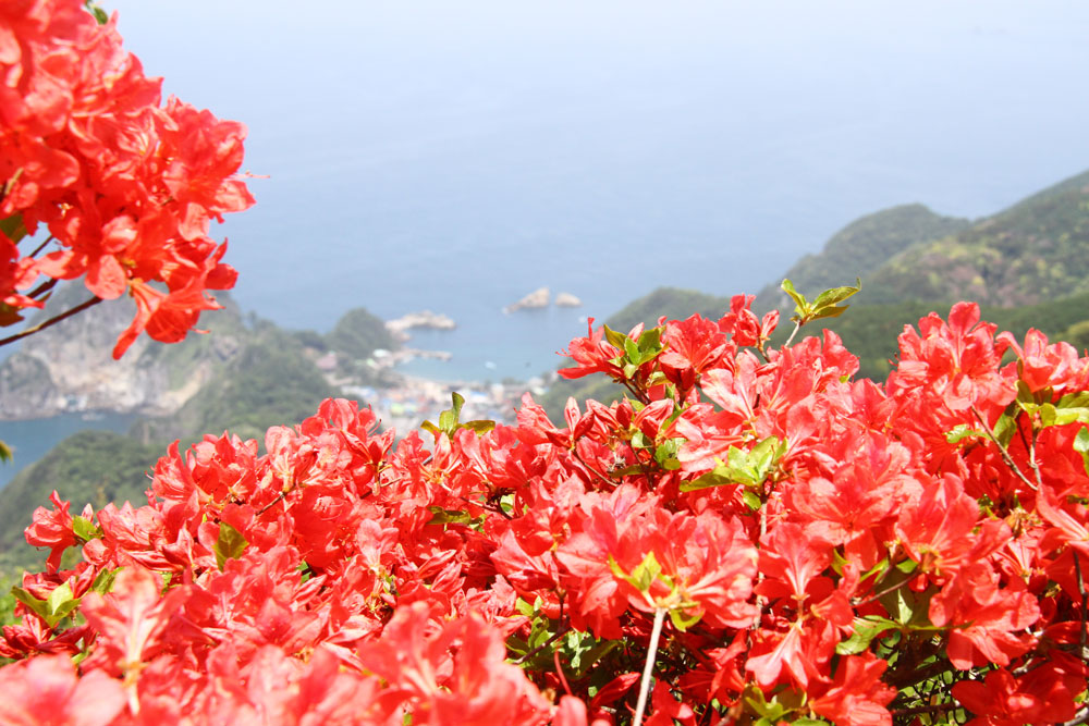 高通山のツツジ