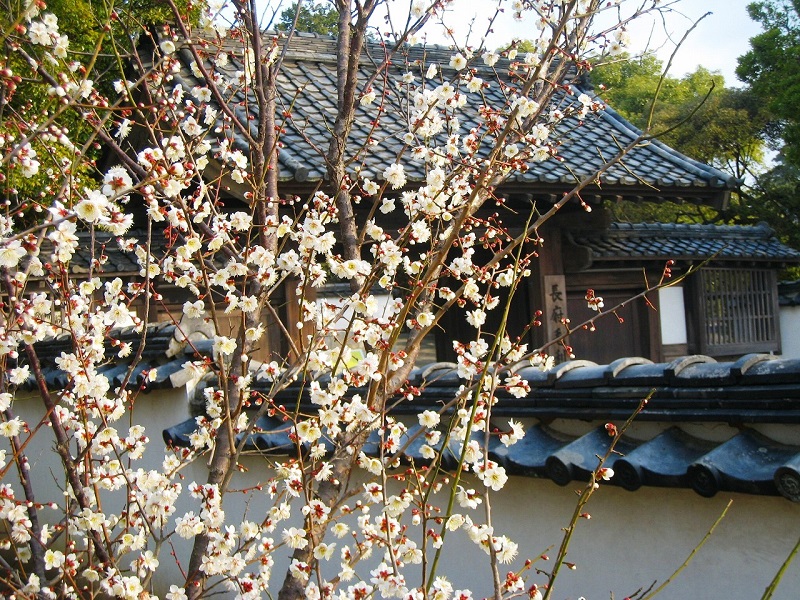 梅