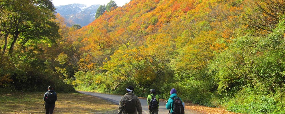 紅葉の写真