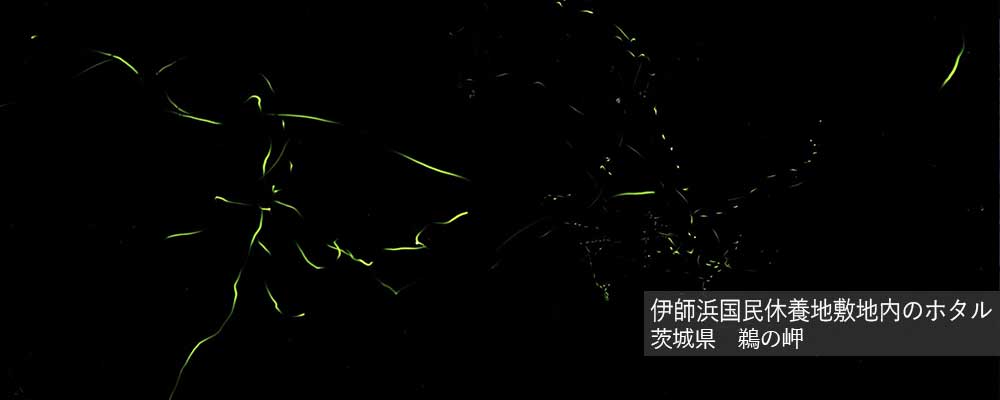 伊師浜国民休養地のホタル