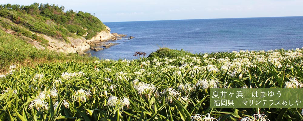夏井ヶ浜ハマユウ