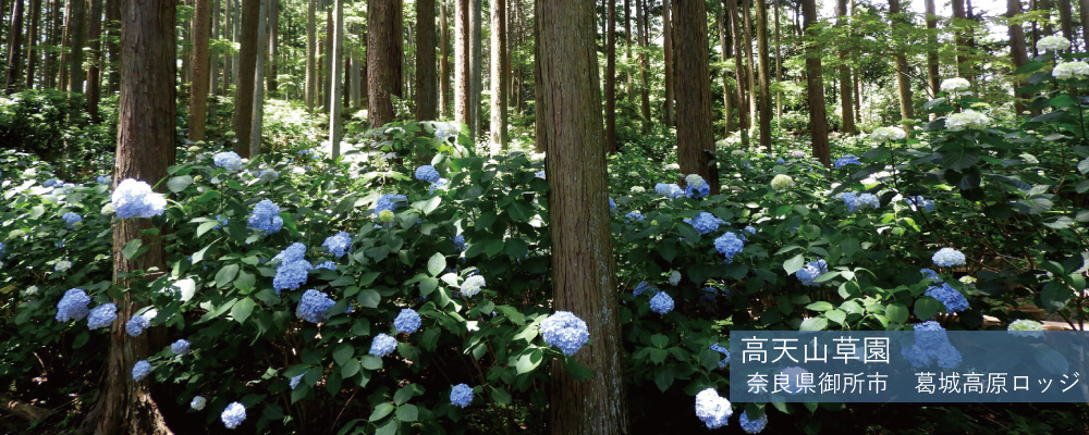 高天山草園のあじさい