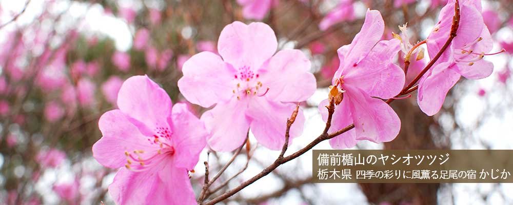 ヤシオツツジ