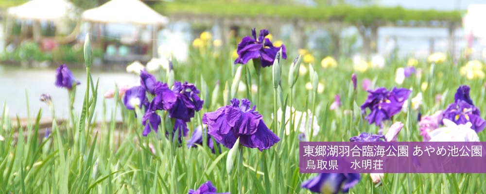 あやめ池公園