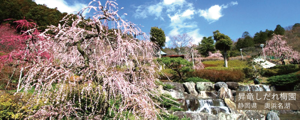 昇竜しだれ梅園