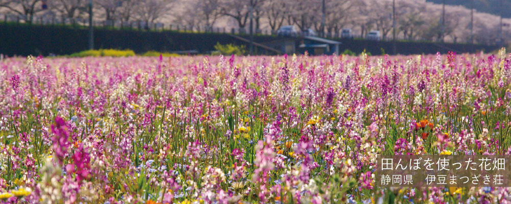 田んぼをつかった花畑