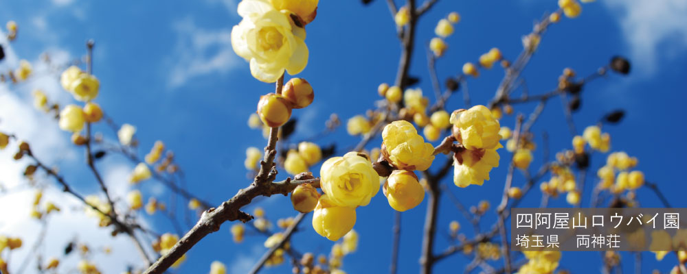 四阿屋山 ロウバイ園